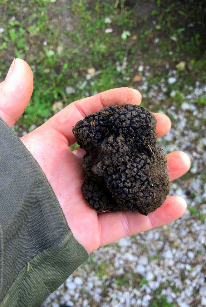 Poletje je čas črnega tartufa. FOTO: osebni arhiv Zdenko tartufi