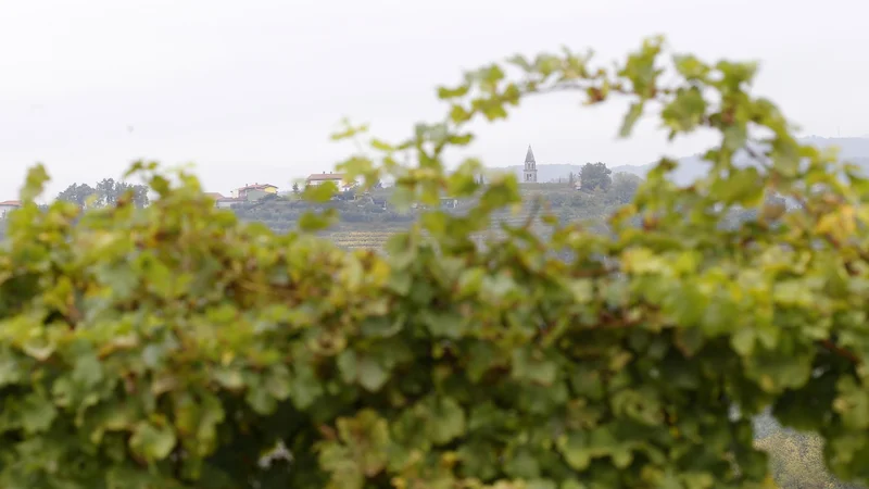 Fotografija: Delo s traktorjem v vinogradu je nevarno. FOTO: Mavric Pivk