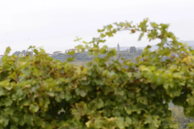 Delo s traktorjem v vinogradu je nevarno. FOTO: Mavric Pivk&nbsp;