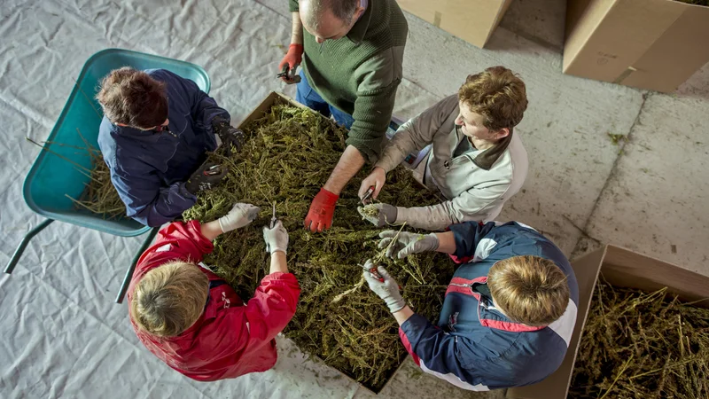 Fotografija: Vse sosednje države, z izjemo Madžarske, so uredile gojenje in promet s konopljo v medicinske namene. FOTO: Voranc Vogel/Delo