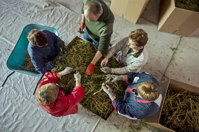 Vse sosednje države, z izjemo Madžarske, so uredile gojenje in promet s konopljo v medicinske namene. FOTO: Voranc Vogel/Delo