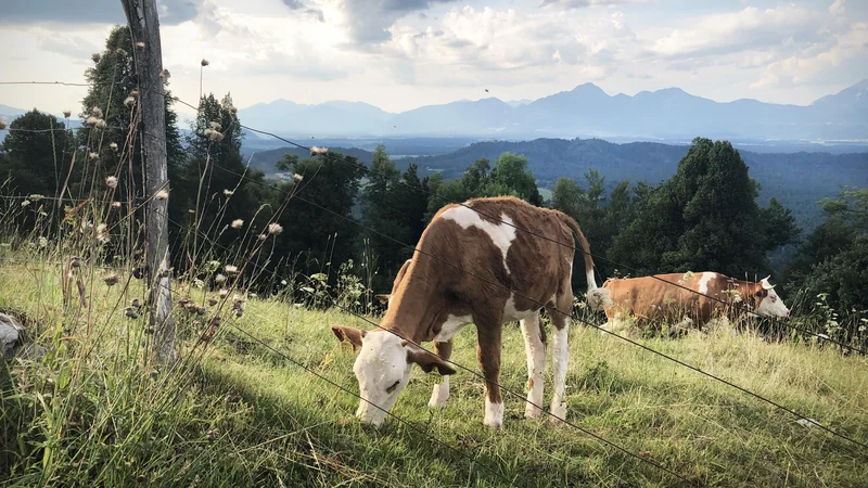 Fotografija: Ob tako hitrem naraščanju števila ljudi, bo zmanjkalo površin za pridelavo hrane. FOTO: Jure Eržen/Delo