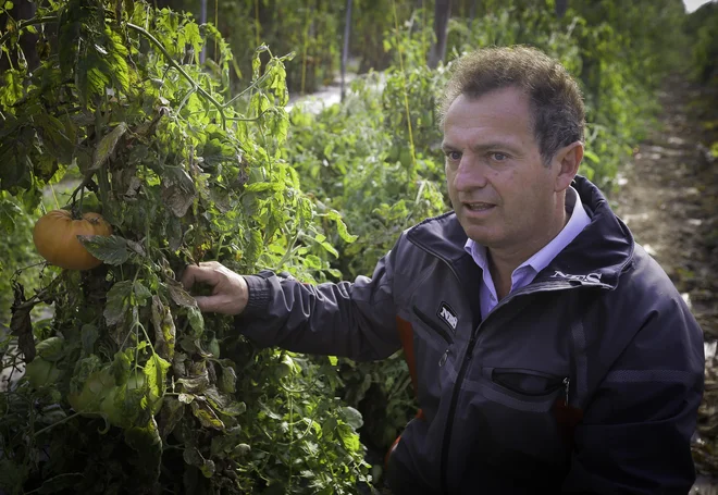 Prodamo vse, kar pridelamo, trdi Zvone Černelič z biodinamične kmetije Černelič iz Dečnega sela v brežiški občini. FOTO: Jože Suhadolnik/Delo