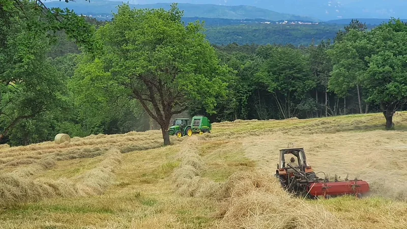 Na kmetiji Daria Zidariča s košnjo skrbijo za krajino in zdravo krmo za živino, od katere dobijo kakovostno mleko za sir.