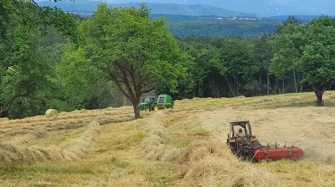 Na kmetiji Daria Zidariča s košnjo skrbijo za krajino in zdravo krmo za živino, od katere dobijo kakovostno mleko za sir.