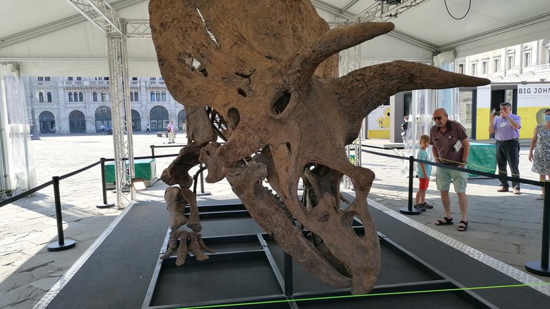 Fotografija: Dinozavrov skelet bodo iz Trsta odpeljali v Pariz, kjer ga bodo še enkrat razstavili, potem pa prodali na dražbi. FOTO: Nataša Čepar