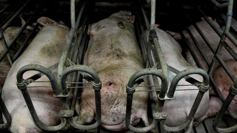 Fotografija: Inšpektorji uprave za varno hrano ob pregledu na farmi niso ugotovili takšnega stanja živali, kot je videti na posnetkih. FOTO: Arhiv društva AETP