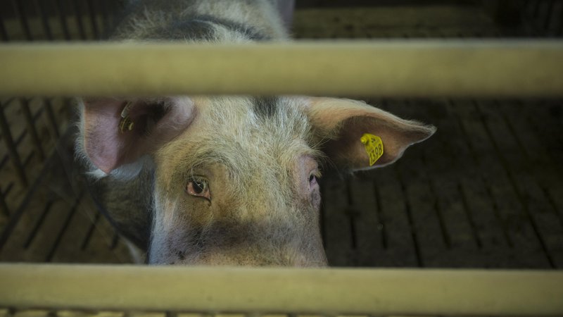Fotografija: Olga Kikou, vodja evropske veje organizacije Compassion in World Farming, je izjavila, da je to velik korak za boljšo prihodnost živali in »eden tistih trenutkov, ko se tok zgodovine obrača«. FOTO: Jure Eržen/Delo