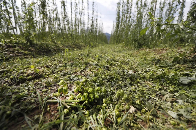 Storžki so na tleh, nekateri hmeljarji hmelja sploh ne bodo obirali. FOTO: Leon Vidic/Delo