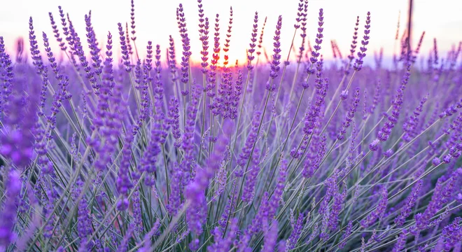 Med sestavinami, ki jih pogosto srečamo v naravni kozmetiki, je tudi sivka. FOTO ESstock/Shutterstock