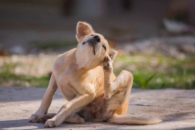 Tako kot vsako leto imajo nekaj naročil tudi za dezinsekcijo proti bolham, pravijo pristojni, a nič posebnega. Foto Shutterstock