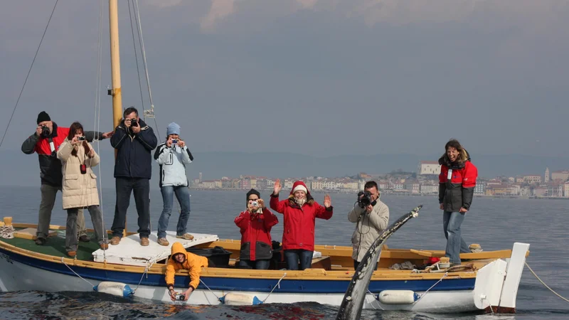 Fotografija: Grbavec ob čolnu Morske biološke postaje 2009. FOTO: Boris Šuligoj