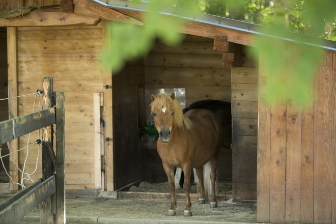 Konji imajo blagodejen učinek na otroke in odrasle ter so zelo čuteče in razumevajoče živali. FOTO: Jure Eržen/Delo