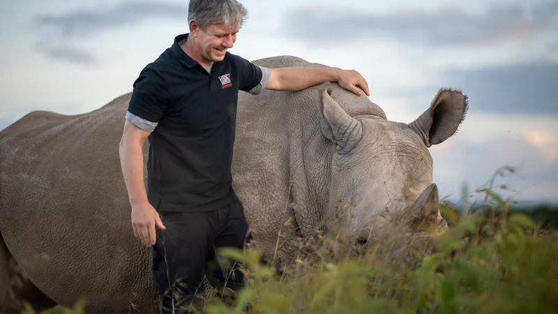 Fotografija: Thomas Hildebrandt je zasnoval inovativne postopke, da bi pred izumrtjem rešil severne bele nosoroge. FOTO: Ami Vitale