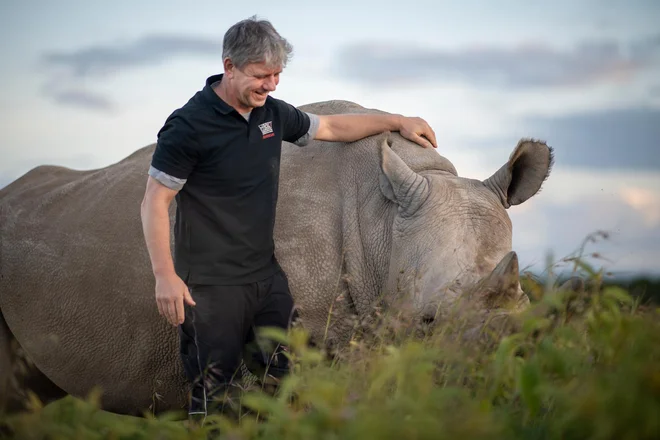 Thomas Hildebrandt je zasnoval inovativne postopke, da bi pred izumrtjem rešil severne bele nosoroge. FOTO: Ami Vitale