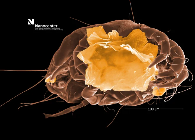 SEM-slike pršice, ki se oklepa svoje hrane (odmrle človeške kože). FOTO: Bojan Ambrožič/Nanocenter