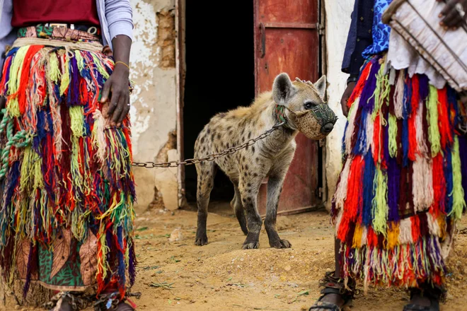 Hiena, priklenjena na svojega lastnika, v nigerijskem mestu Gabasawi. Hijene pogosto gledajo kot na nevarne in zlovešče živali, v severni Nigeriji pa jih nekateri vzgajajo kot hišne ljubljenčke, jih razstavljajo na festivalih in celo uporabljajo njihove iztrebke za pripravo zdravil. FOTO: Afolabi Sotunde/Reuters<br />
