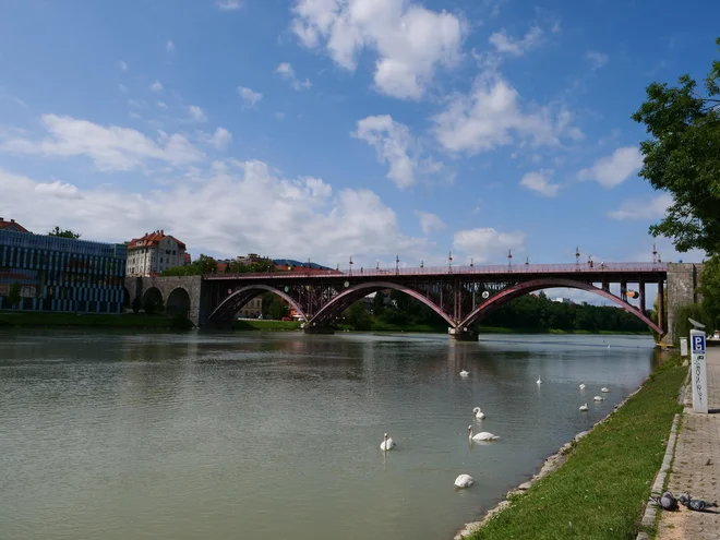 V bližini Glavnega mostu čez Dravo lahko občudujete labode. FOTO: Blaž Kondža/Delo