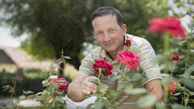 Fotografija: V osnovi so vrtnice močan simbol minljivosti lepega. FOTO: Jure Eržen/Delo