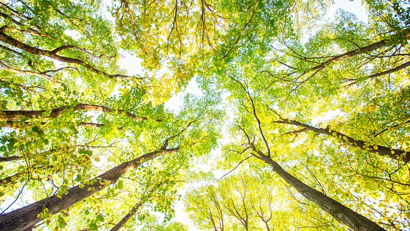 Fotografija: Začuti sebe, naravo – samo ne zaspi! FOTO: Shutterstock