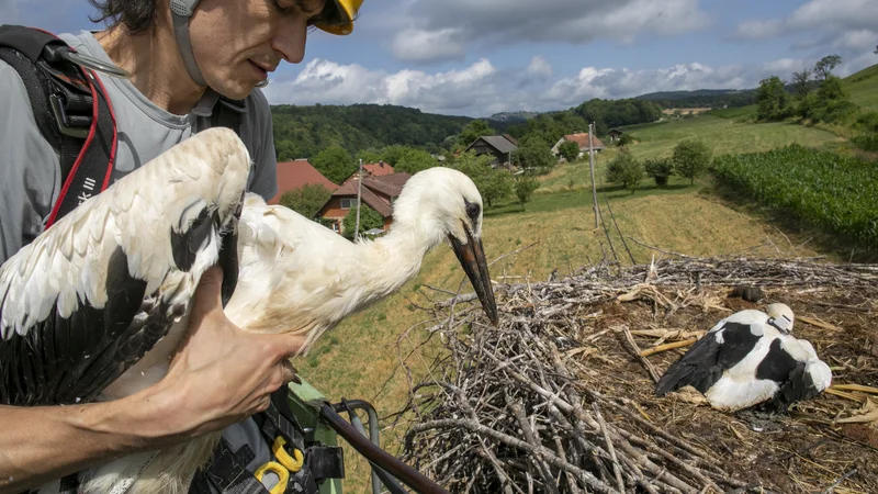 Fotografija: Damijan Denac s sodelavci je štorklji opremil za potovanje, med katerim bodo veliko o selitvah ptic na dolge razdalje izvedeli tudi raziskovalci. FOTO: Miha Fras