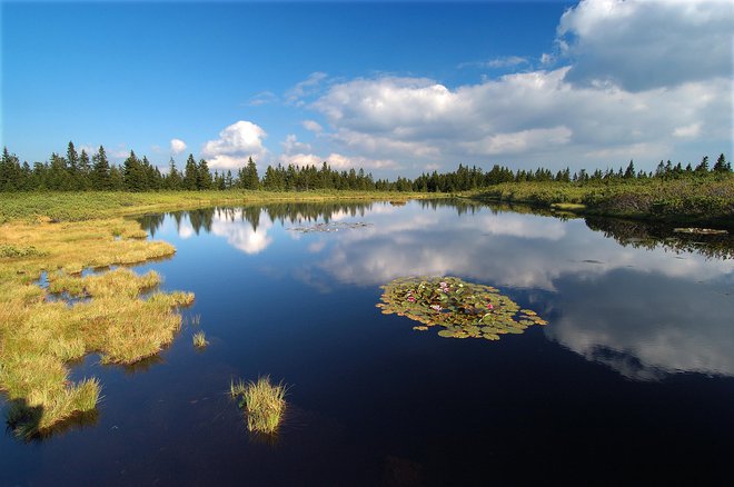 Ribniško jezero leži na višini 1490 met­rov pod Jezerskim vrhom. Napaja se samo z deževnico. Pot do njega je lahka in nezahtevna. Od Ribniške koče traja sprehod do tja le pol urice. Foto Tomo Jeseničnik/RRA Koroška