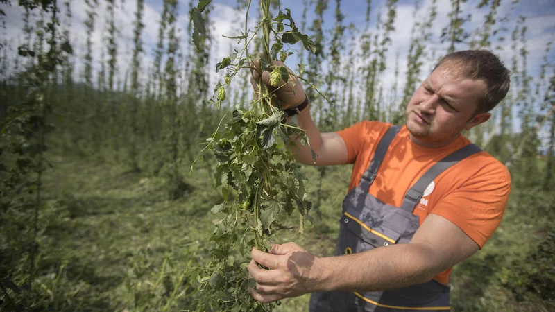 Fotografija: Škoda zaradi podnebnih sprememb je že vedno večja. Na fotografiji hmeljar Primož Žagar, ki mu je toča na začetku avgusta uničila skoraj celoten pridelek hmelja. FOTO: Leon Vidic/Delo