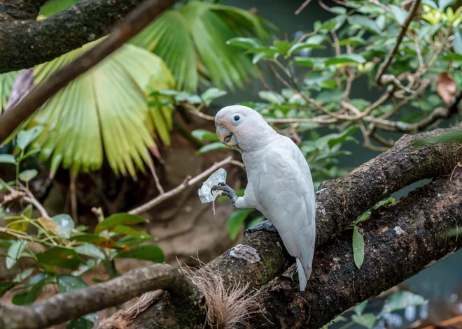 Kakadu Cacatua Goffiniana FOTO: Shutterstock&nbsp;