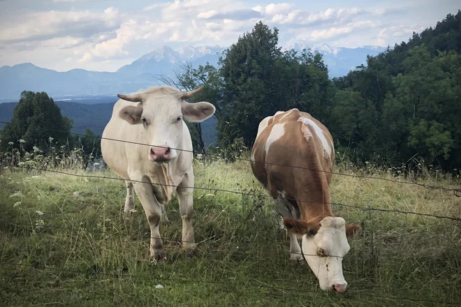 Naklonjenost slovenskih potrošnikov do lokalne hrane in pridelovalcev je velika, domači izdelki pa cenjeni.<br />
FOTO: Jure Eržen/Delo