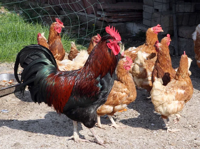 Meja Šentjur v svoji pridelavi jajc združuje vse možne oziroma dovoljene načine reje kokoši. FOTO: Igor Mali/Delo