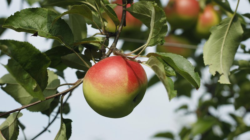 Fotografija: Potrošniki želijo lokalno pridelana jabolka, s kratko logistično potjo do kupca. FOTO: Leon Vidic/Delo
