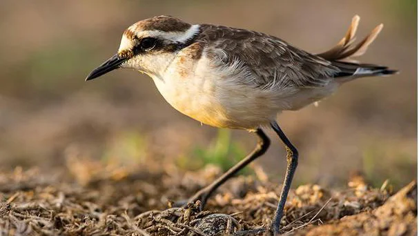 Svetohelenski deževnik (Charadrius sanctaehelenae), edina endemična vrsta ptice, ki je preživela renesančno odkritje otoka Sv. Helena. FOTO: Otto Plantema