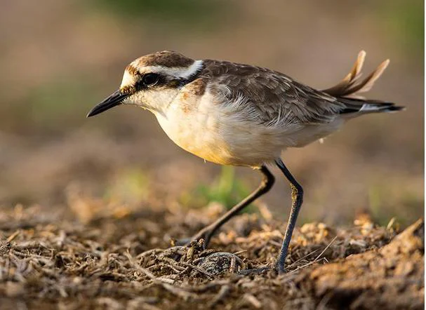 Svetohelenski deževnik (Charadrius sanctaehelenae), edina endemična vrsta ptice, ki je preživela renesančno odkritje otoka Sv. Helena. FOTO: Otto Plantema