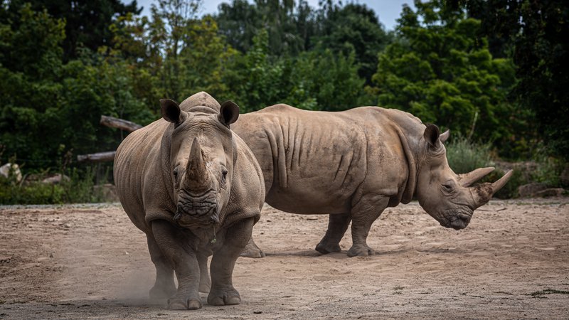 Fotografija: Južni beli nosoroginji. FOTO: Matjaž Krivic