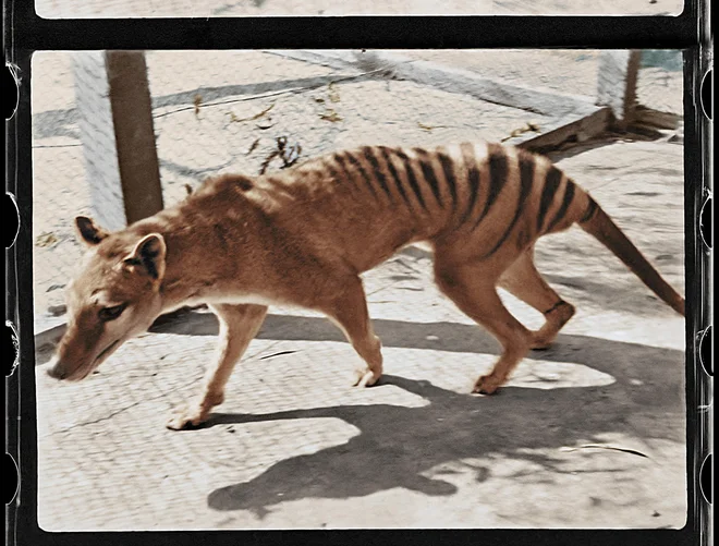 Človek je tasmanske tigre iztrebil. FOTO: The National Film and Sound Archive of Australia/AFP<br />
<br />