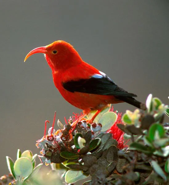 Rdeči suknar (Vestiaria coccinea), njegovo rdeče perje so domačini na Havajih nekdaj tkali v obredna oblačila, danes velja za ogroženo vrsto. FOTO: Jack Jeffrey
