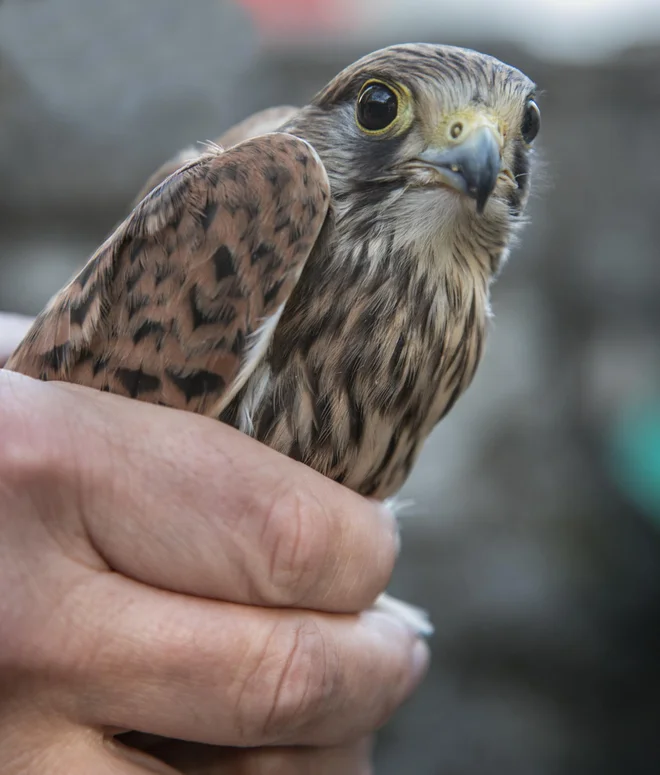 Postovka sodi med najpogostejše predstavnice ujed pri nas. Ko lovi, ima glavo povsem pri miru, da fiksira pogled, preostali del njenega telesa pa se premika. FOTO: Ljubo Motore