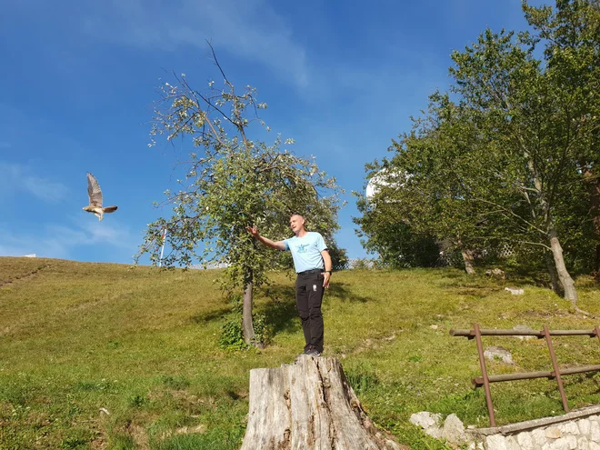 Peter Požun iz Planinskega društva Lisca Sevnica, ki je organiziralo dogodek ob izpustu lesnih sov in postovk, je eno od postovk vrnil naravi. FOTO: Špela Kuralt/Delo