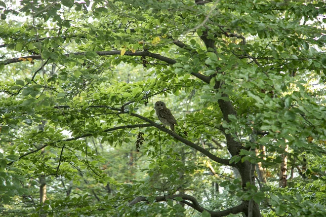 Ko so jo izpustili, je poiskala prvo drevo in opazovala opazovalce. FOTO: Ljubo Motore