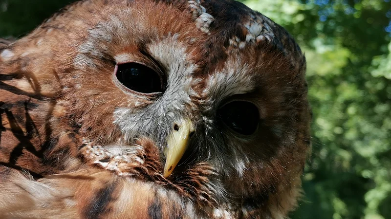 Fotografija: Bližnja srečanja s prebivalci narave odpirajo srca. FOTO: Dušan Klenovšek