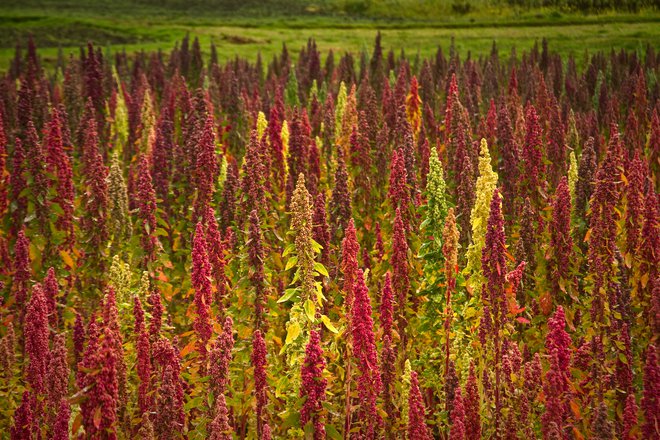 Kvinoja izvira iz Južne Amerike, kjer so še danes najpomembnejša polja te stare kulturne rastline. FOTO: Pxhidalgo 