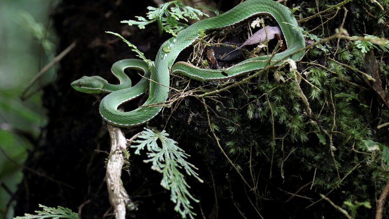 Fotografija: Na fotografiji je endemična azijska vrsta Trimeresurus stejnegeri, ki je strupena. FOTO: Ann Wang/Reuters