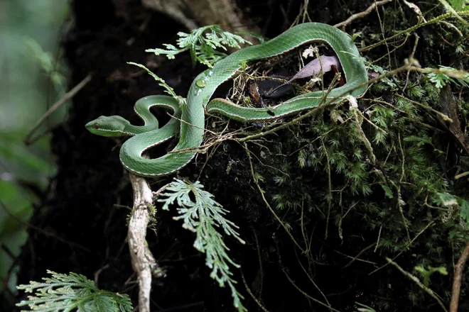 Na fotografiji je endemična azijska vrsta <em>Trimeresurus stejnegeri</em>, ki je strupena.&nbsp;FOTO: Ann Wang/Reuters