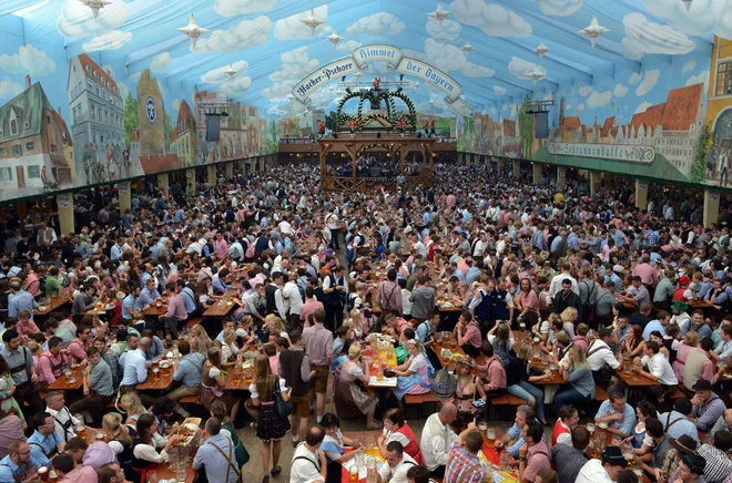 Oktoberfest, kot ga poznamo danes, se je začel leta 1950. Obiskovalci v dobrih dveh tednih običajno popijejo več kot sedem milijonov litrov piva, pojedo približno milijon piščančjih polovic, več kot 300.000 svinjskih klobas in več kot 100 volov&nbsp;...<br />
FOTO: Christof Stache/ AFP