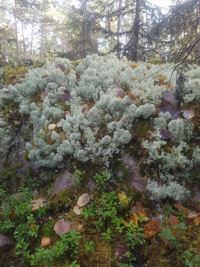 Čudovita narava v naravnih rezervatih na Švedskem. FOTO: Osebni arhiv