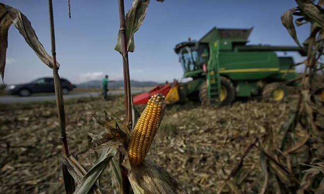 Oklasek predstavlja 7,5 odstotka mase celotne koruze, njegova kurilna vrednost pa je primerljiva s kurilno vrednostjo lesne biomase. FOTO: Blaž Samec/Delo