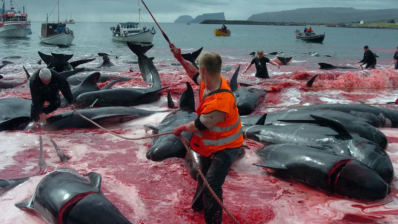 Fotografija: Množični pokoli kitov in delfinov se na Ferskih otokih odvijajo vsako leto, že stoletja. FOTO: Andrija Ilic/Reuters