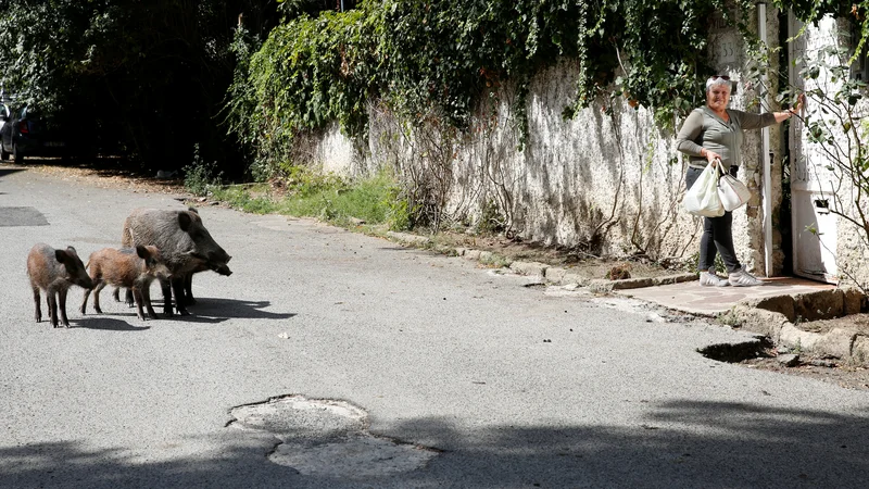 Fotografija: Divji prašiči se sprehajajo po ulici v Rimu, kjer iščejo hrano. FOTO: Remo Casilli/Reuters