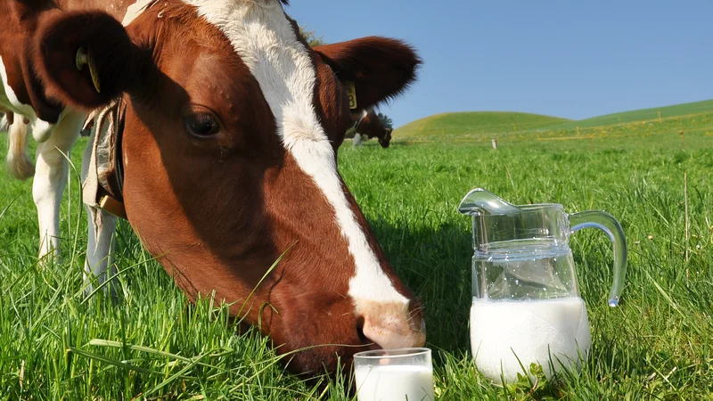 Fotografija: CNN se sklicuje na raziskavo, kjer so ljudje, ki so zaužili več mlečnih maščob, dejansko imeli manjše tveganje za bolezni srca in ožilja kot tisti, ki so pili ali jedli manj mlečnih izdelkov. FOTO: Shutterstock