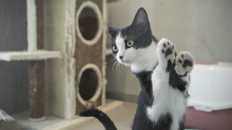 Prijavitelji veterinarskima inšpektoricama in direktorju območnega urada UVHVVR v Novem mestu očitajo sum korupcije pri obravnavi zavetišča za zapuščene živali Meli iz Trebnjega. FOTO: Jure Eržen/Delo